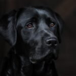 Jak szybko biega jack russell terrier