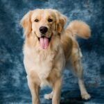 Jak szybko biega owczarek belgijski