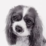 Ile kosztuje reklama w tvp