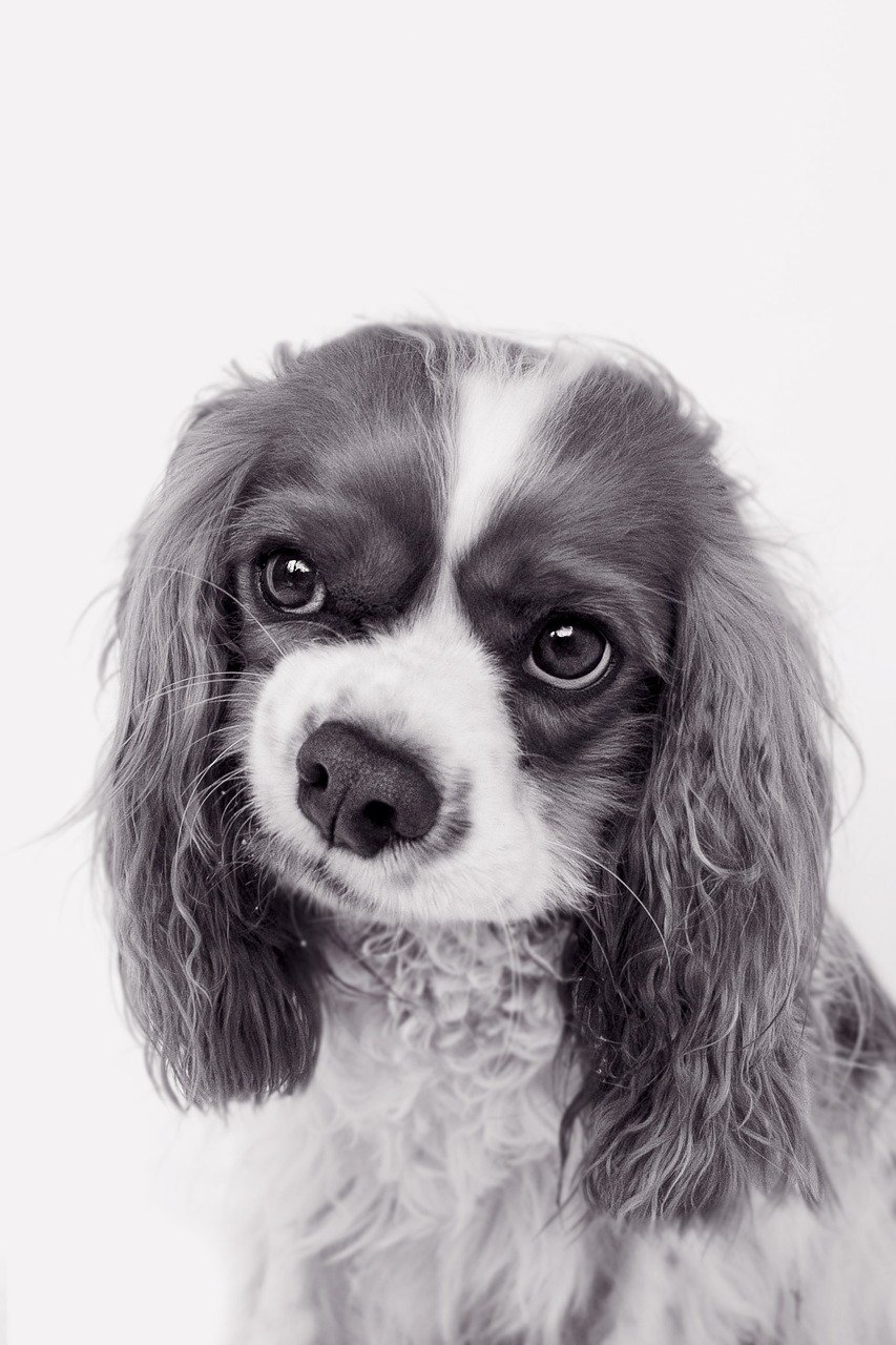 Ile kosztuje reklama w tvp