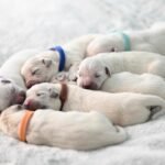 Jak szybko biega golden retriever