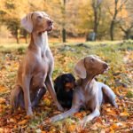 Jak szybko biega samoyed