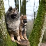 Jak szybko biega border terrier