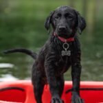 Jak szybko biega husky