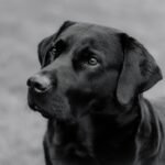 Jak szybko biega york