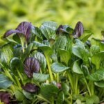 Na co jest dobry szpinak