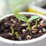 Czemu szpinak jest gorzki